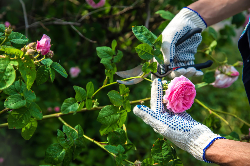 tailler les rosiers pour une floraison en 2025
