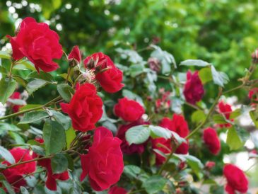 tailler les rosiers pour une floraison optimale en 2025