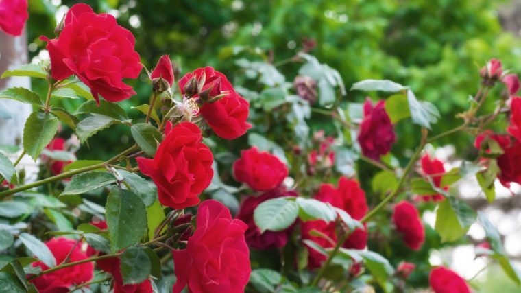 tailler les rosiers pour une floraison optimale en 2025