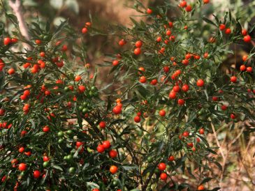 Les bienfaits surprenants des baies de goji pour votre santé