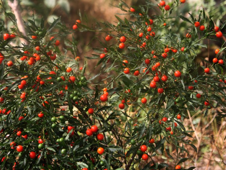 Les bienfaits surprenants des baies de goji pour votre santé