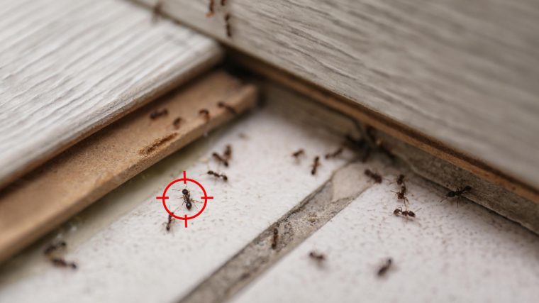 Fourmis dans la maison