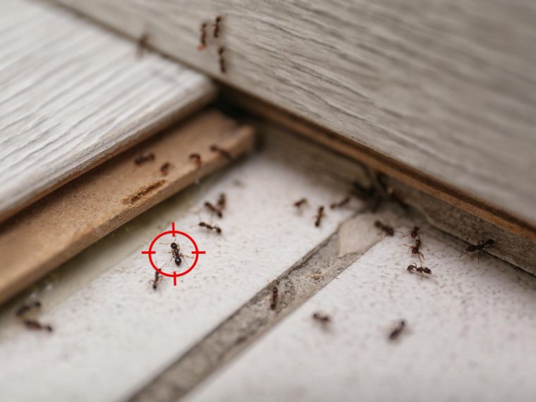 Fourmis dans la maison