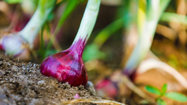 guide pratique pour planter des oignons afin de réussir votre récolte