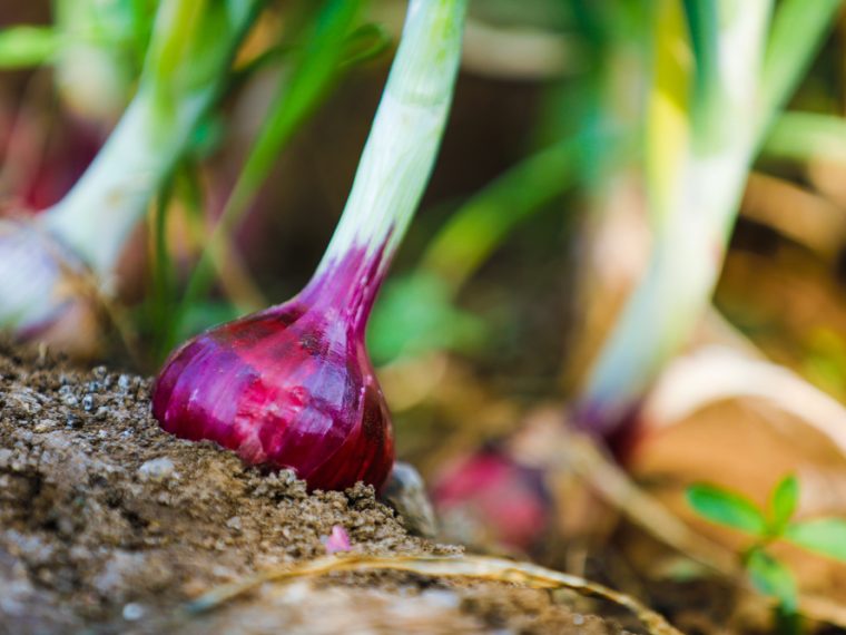 guide pratique pour planter des oignons afin de réussir votre récolte