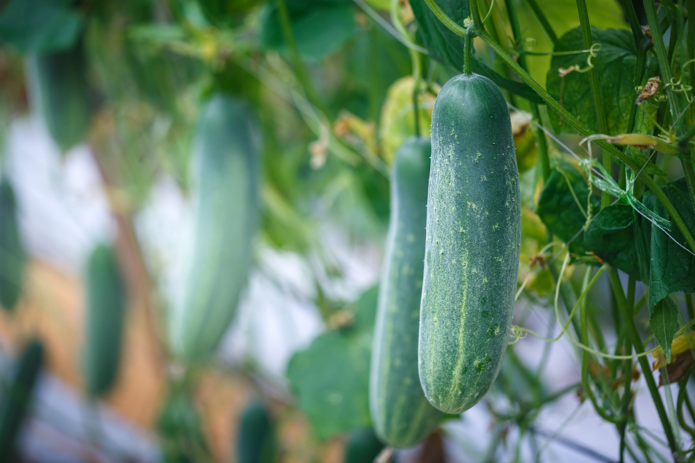 le Calendrier de plantation pour potager 