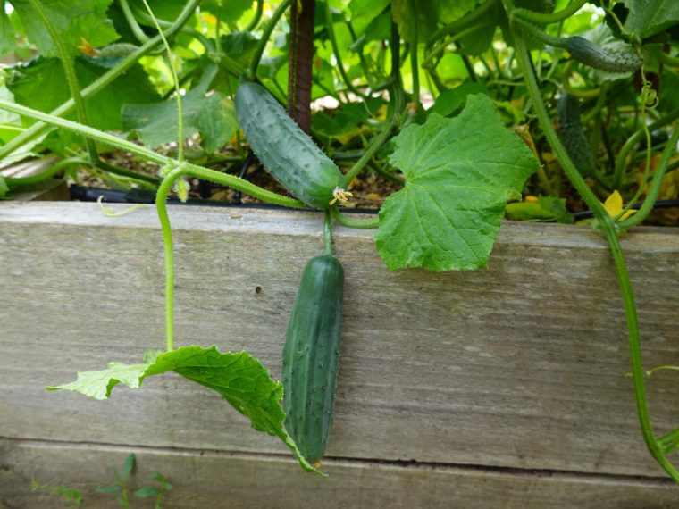 tout ce qu'il faut savoir sur le Calendrier de plantation pour potager