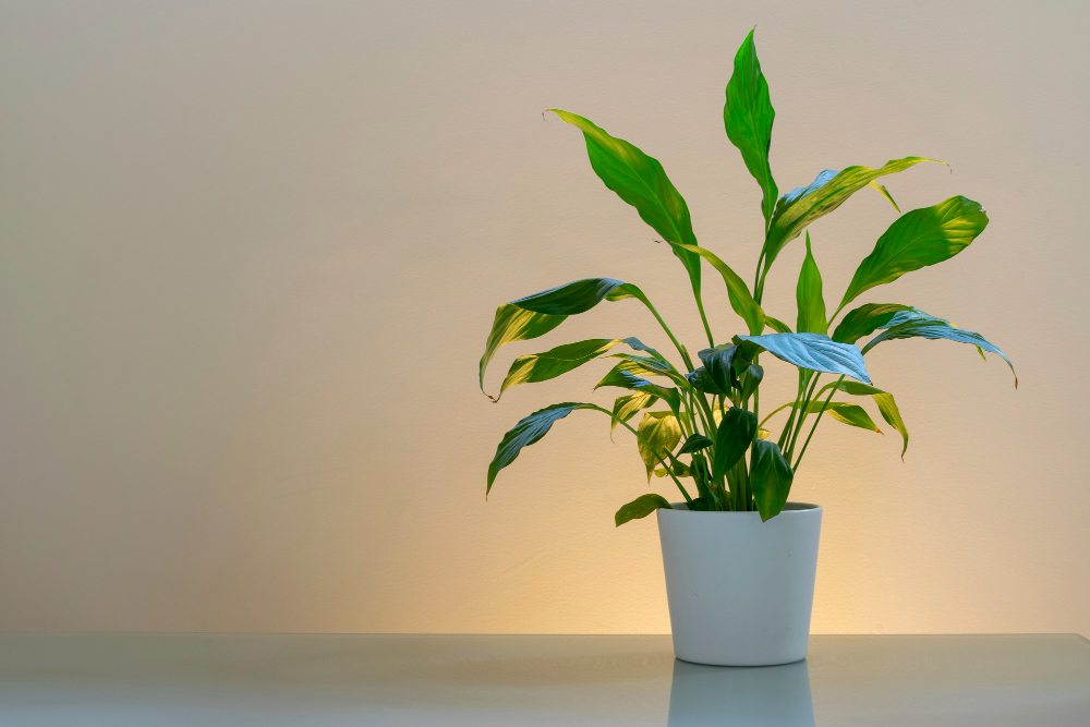 Quels types de plantes choisir