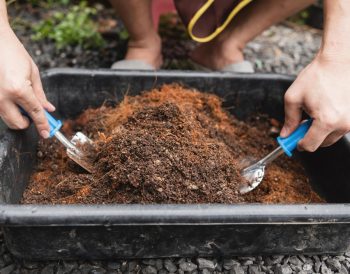 terreau à choisir pour un potager réussi